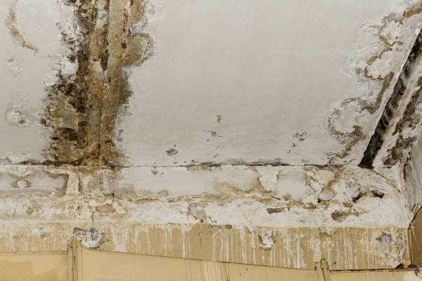 Best Water Damage & Mold Remediation  in Archer Lodge, NC