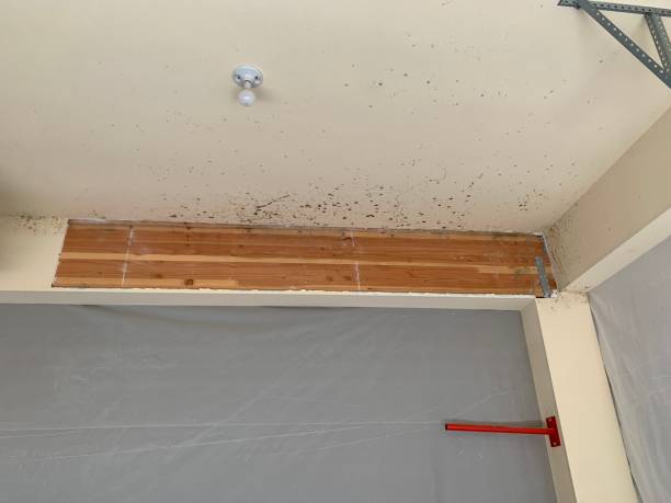 Reliable Archer Lodge, NC Mold Removal Solutions